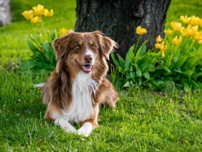 australian-shepherd-g