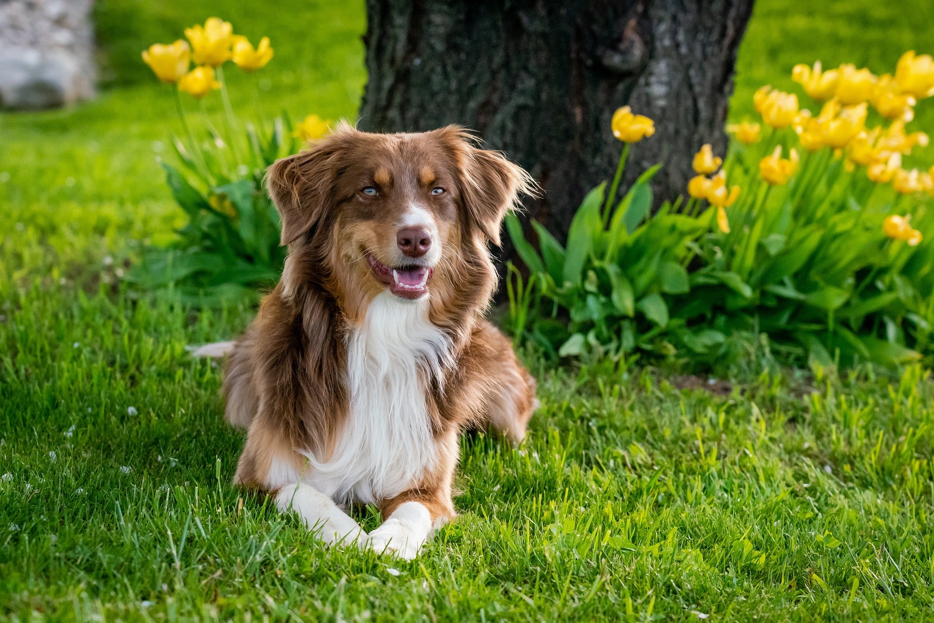 australian-shepherd-g